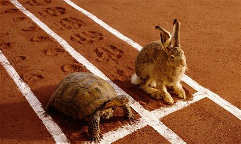  「The Tortoise and the Hare」： 5 世紀の南アフリカから届く、遅き者勝ちの知恵！？